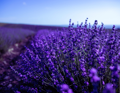 台中出發~花漾北海岸 醉美老梅石槽 五星王者君悅 戀上薰衣草