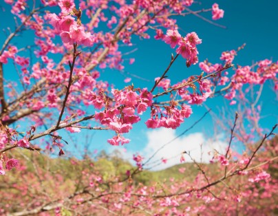 台中出發~阿里山櫻花祭~烤蚵吃到飽、關子嶺泥漿溫泉 二泊四食3日