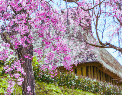 北陸春彩奇緣．金澤白川鄉 夢幻五日之旅 新穗高空雙層纜車