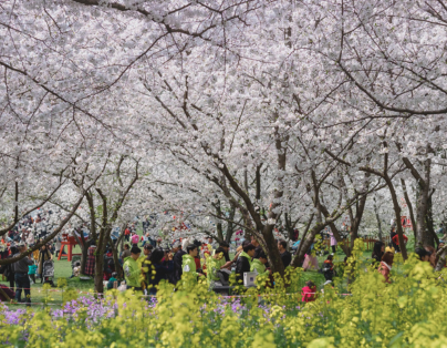 十大百年賞梅 台版迪士尼城堡  雲嘉二日