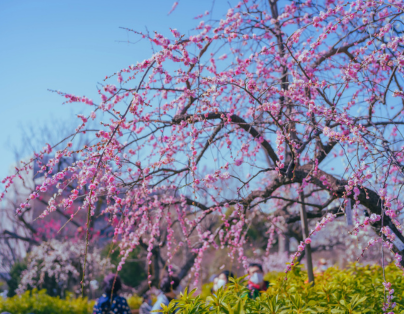 花開好時光 走進百年茶鄉 陽明山賞花趣 五星喜來登慢旅2日