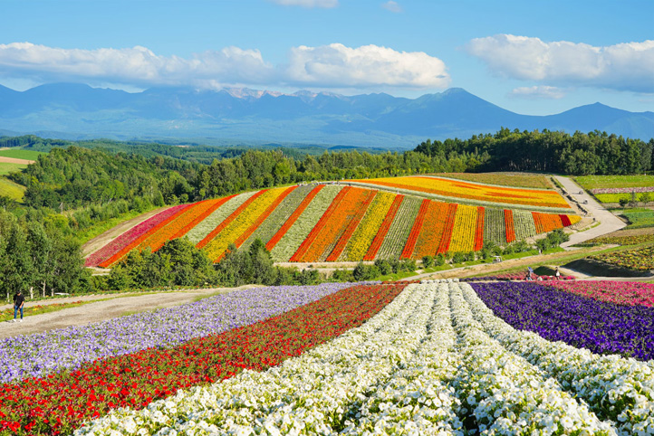 感受北海道富良野之美 感受北海道富良野之美