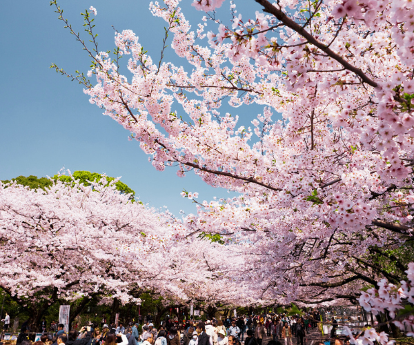 富士春舞櫻🌸關東絕景賞櫻5日遊 海鮮百匯啤酒暢飲