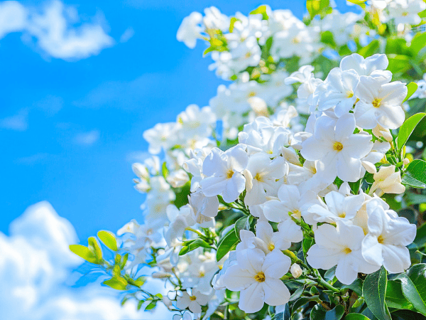 熱門行程 《五星喜來登》小百岳天上山.桐花.三峽老街二日