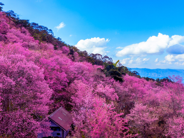 春節早鳥 迎春協雲宮賞櫻 幸福車站內灣老街 五星王者君悅二日