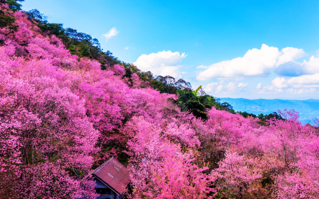 山上人家粉紅櫻花季一日(6人成行)