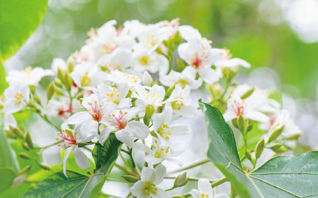 《五星喜來登》小百岳天上山.桐花.三峽老街二日