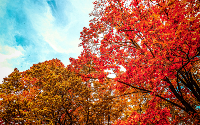 楓趣武陵 無菜單料理X微醺酒莊 山上住一晚3日