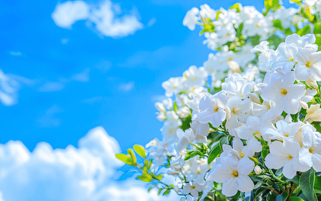 台中出發~花季浪漫！漫遊客庄風情 五星板橋凱撒散策二日