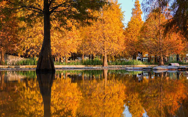 繽紛台中~國際花毯節 夢幻落羽松秘境 單車漫遊2日-買一送一
