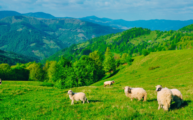 北歐清境農場、鳳凰櫻花茶徑紫南宮一泊二食2日