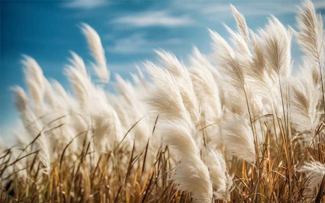泡湯趣~雪白芒芒陽明山追「芒草」七星山冷水坑 五星晶泉丰旅二日