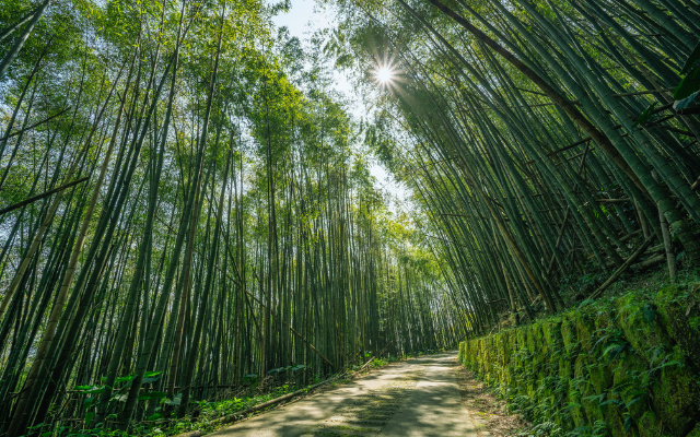 台中出發 嘉驛風華 台版京都嵐山竹林 州際集團旗下嘉義福容voco酒店二日
