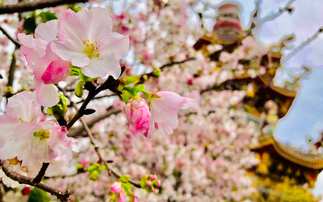 瑞馬迎春 台版富良野 五星王者君悅雙櫻饗宴2日