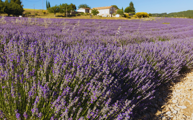 台中出發~花漾北海岸 醉美老梅石槽 五星王者君悅 戀上薰衣草2日