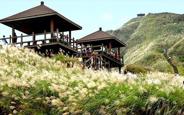 台中出發~秋芒搖曳 ~ 百年草嶺步道 宜蘭礁溪捷絲旅一泊2食