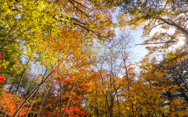 楓玩阿里山~烤蚵吃到飽、關子嶺泥漿溫泉二泊四食3日