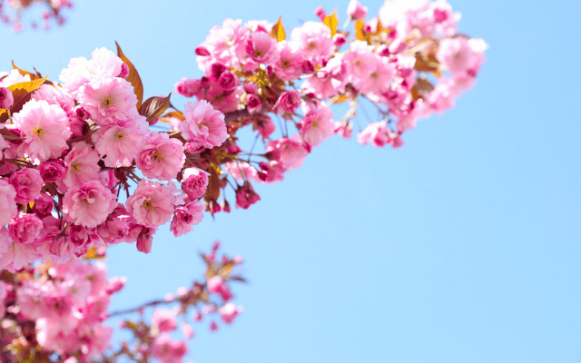 
台中出發~花開好時光 走進百年茶鄉 陽明山賞花趣 五星喜來登