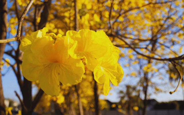 黃花風鈴木十二寮園區新竹散策一日
