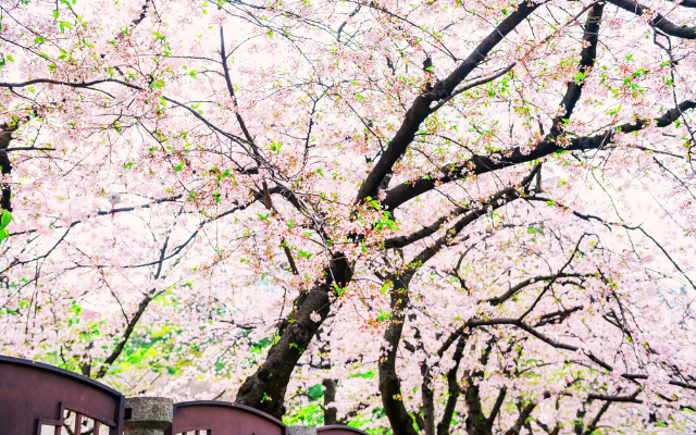 【山東好時節】最美的季節花現最美的山東 全覽考察團8天