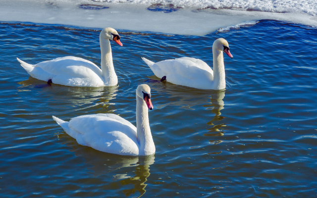 山東過大年 遊齊魯風華錄，天鵝海草冬韻之旅八日