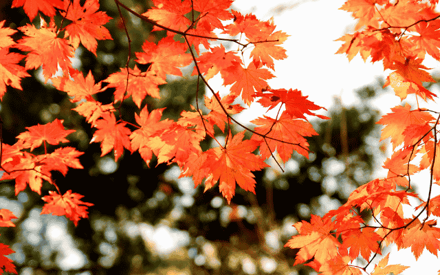 楓紅溫州雁蕩山、百丈漈 、楠溪江竹筏遊五日