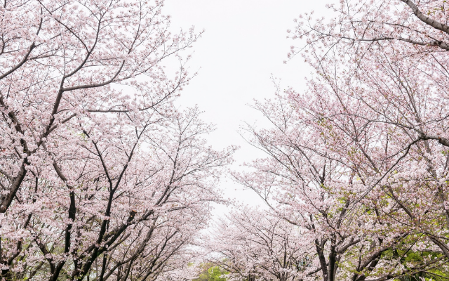 櫻情盛約八日~富陽櫻花季/溫州雁蕩山/衢州江郎山/亞洲好萊塢橫店
