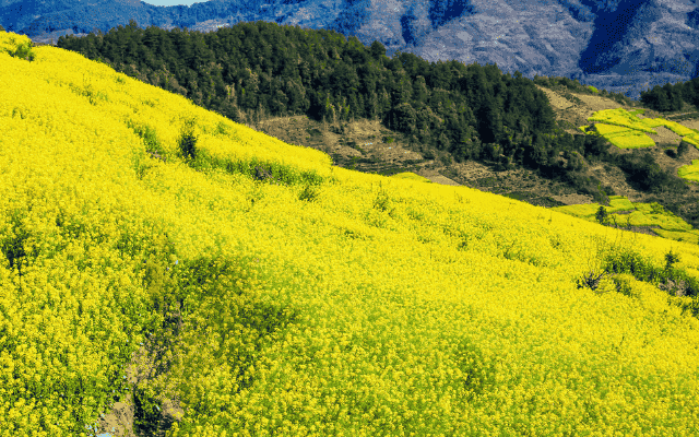 【江西篁嶺油菜花】打鐵花 三大秘境、三大夜景 8日