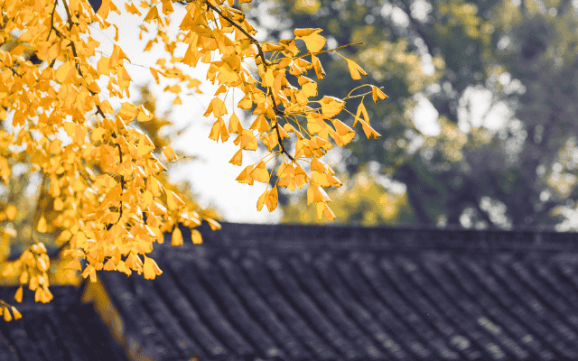 蟹垢金秋楓情萬種五星六日