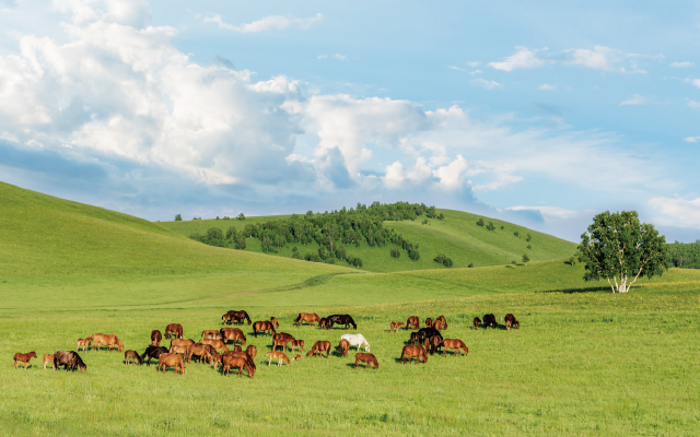 內蒙古希拉穆仁大草、響沙灣 、成吉思汗陵8日(含二段動車)