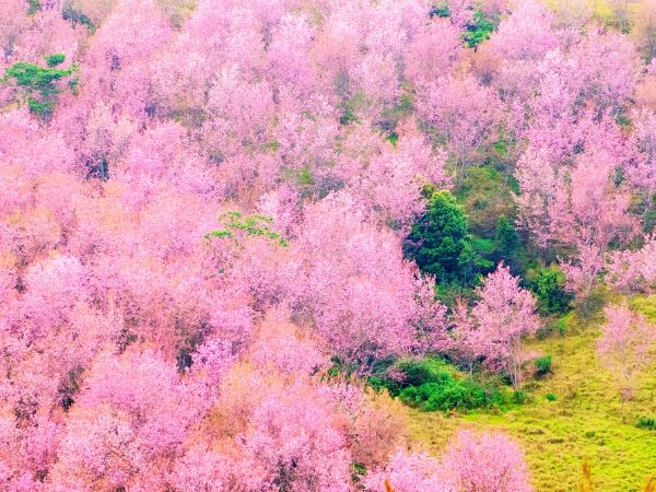 賞花季節限定 【野杏北疆】～禾木村、喀納斯湖、吐爾根杏花溝、霍城大西溝、賽裏木湖13日