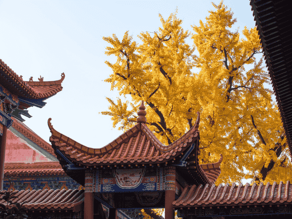 台中出發-最美楓景 金秋食蟹 銀杏黃金盛宴 江南八日椅