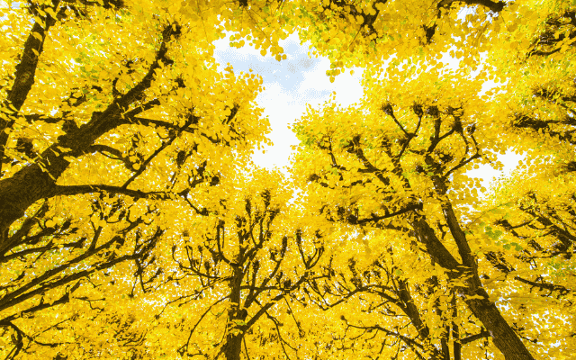 秋賞銀杏北京六日(准五星酒店)含秀-慕田峪長城、釣魚台、頤和園、紫禁城