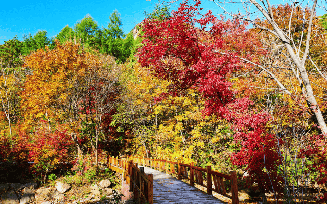 百年楓王~關門山紅葉 紅海灘 長白山 鏡泊湖 哈爾濱5星八日
