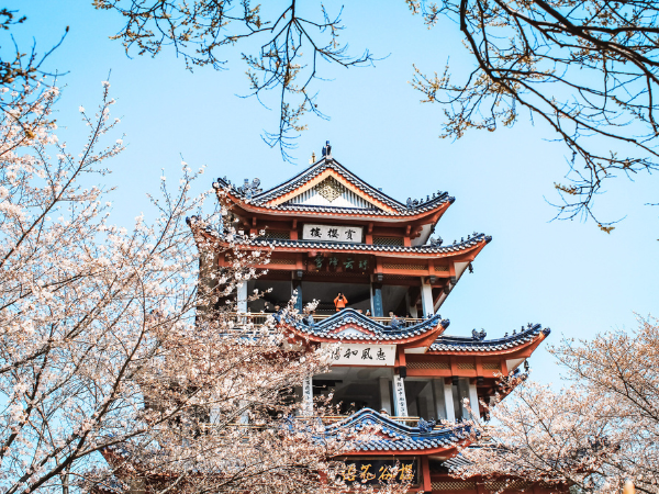 升等5星萬豪2晚 蘇北花花世界豪情八日~黿頭渚~大洋灣-櫻花小鎮~麋保護區~烏鎮東西雙柵