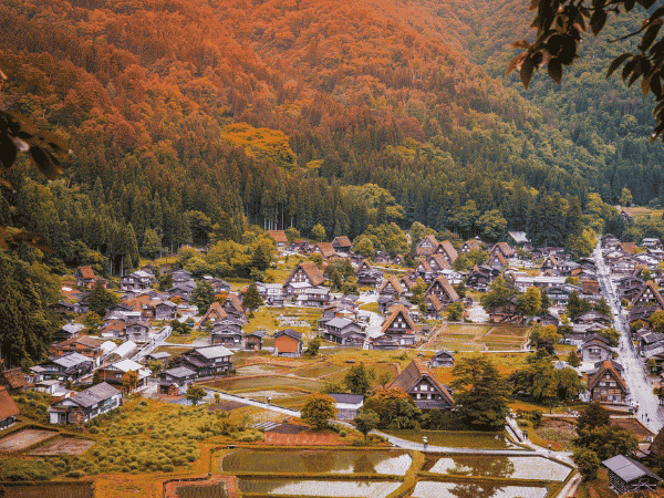 金秋日本  秋日紅葉紀行：立山黑部紅葉與關西絕景五日遊