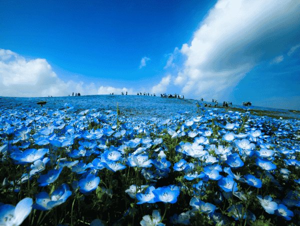 花季限定 夢幻春彩關東粉蝶丘・足利大藤・鬼怒川溫泉5日遊