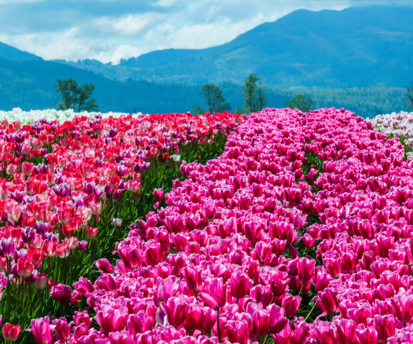 熊本粉蝶花_鬱金香嘉年華~絕美花海公園×A5和牛燒烤×三大蟹5日