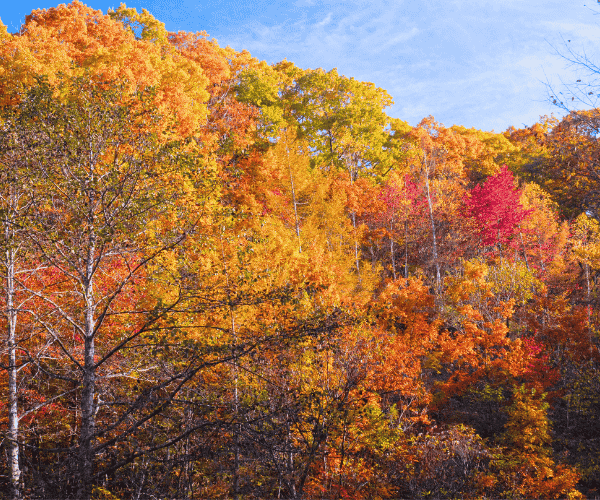 北海道大雪山旭岳纜車+洞爺湖花火節+三大蟹賞楓5日