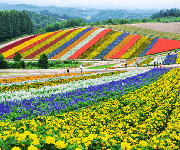 北海道富良野哈密瓜吃到飽+洞爺湖花火節+三大蟹和牛水酒無限暢飲5日