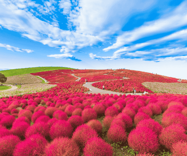 夢幻秋彩關東 日立紅葉丘·日光·鬼怒川 纜車 百選溫泉五日遊