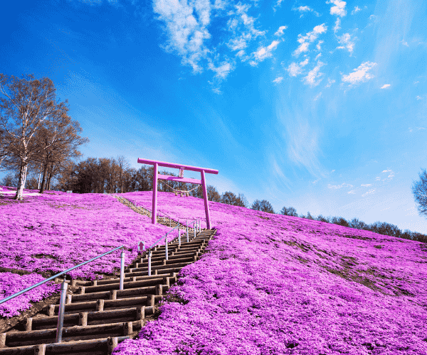 北海道芝櫻鬱金香+阿寒湖遊船三大蟹+和牛水酒無限暢飲5日