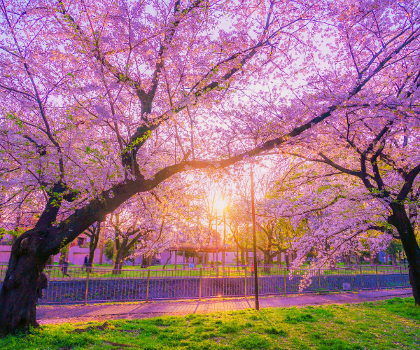 北海道登別溫泉櫻花之旅5日 洞爺湖花火節三大蟹和牛涮涮鍋放題