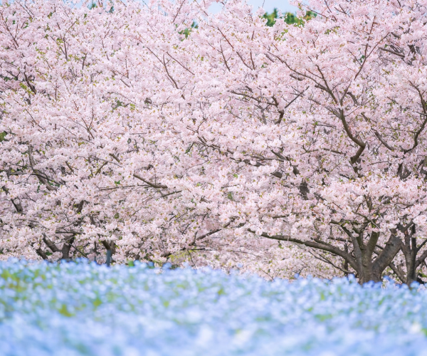 熊本賞櫻百選~海之中道櫻花廊x季節採草莓x三大蟹溫泉五日