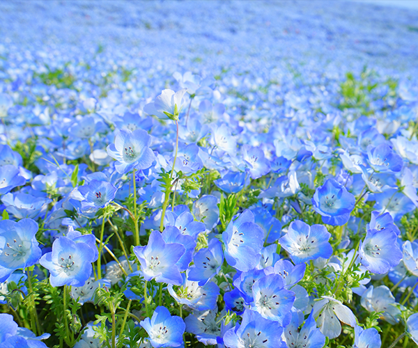夢幻春彩關東日立粉蝶丘・足利大藤・日光・鬼怒川 百選溫泉
