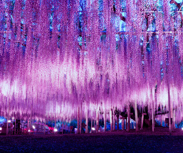 夢幻春彩關東5日 日立粉蝶丘・足利大藤・日光・鬼怒川 百選溫泉