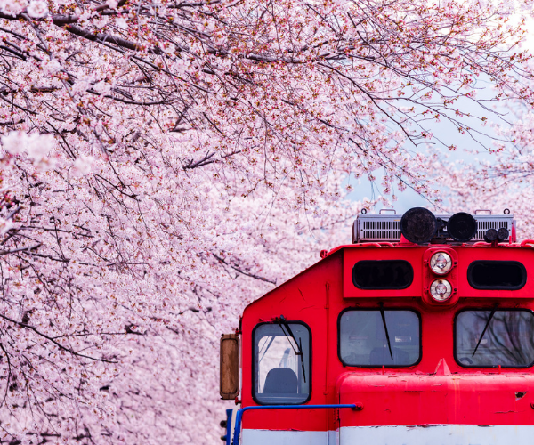 🌸櫻花物語 長良川鐵道.白川鄉.惠那峽遊船5日遊