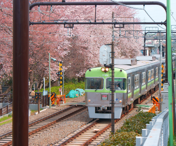 櫻花物語 長谷川鐵道🌸白川鄉🌸惠那峽遊船巡禮5日遊