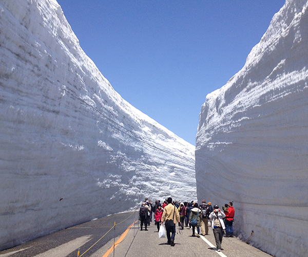 春日雪櫻紀行：立山黑部大雪壁與關西絕景五日