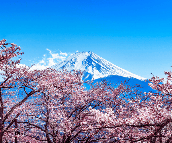 富士春舞櫻🌸關東絕景賞櫻5日遊
